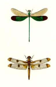 Different types of dragonflies illustrated by Charles Dessalines D' Orbigny (1806-1876). Digitally enhanced from our own 1892 edition of Dictionnaire Universel D'histoire Naturelle.. Free illustration for personal and commercial use.