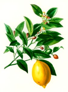 Lemon (Citrus Limonium) illustrated by Charles Dessalines D' Orbigny (1806-1876). Digitally enhanced from our own 1892 edition of Dictionnaire Universel D'histoire Naturelle.. Free illustration for personal and commercial use.