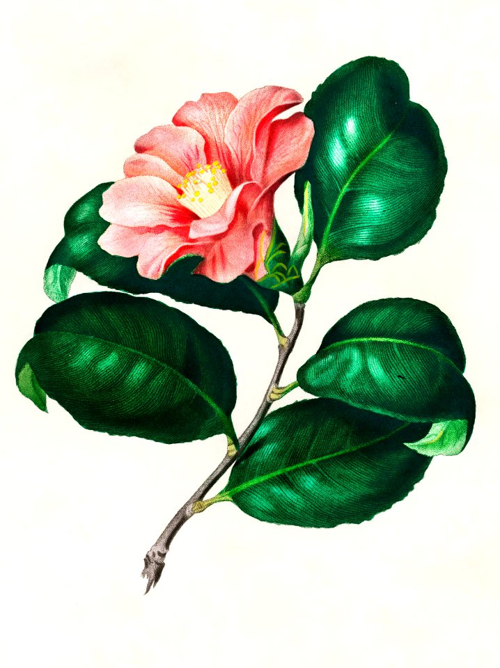 Camellia japonica (Camélia du Japon) illustrated by Charles Dessalines D' Orbigny (1806-1876). Digitally enhanced from our own 1892 edition of Dictionnaire Universel D'histoire Naturelle.