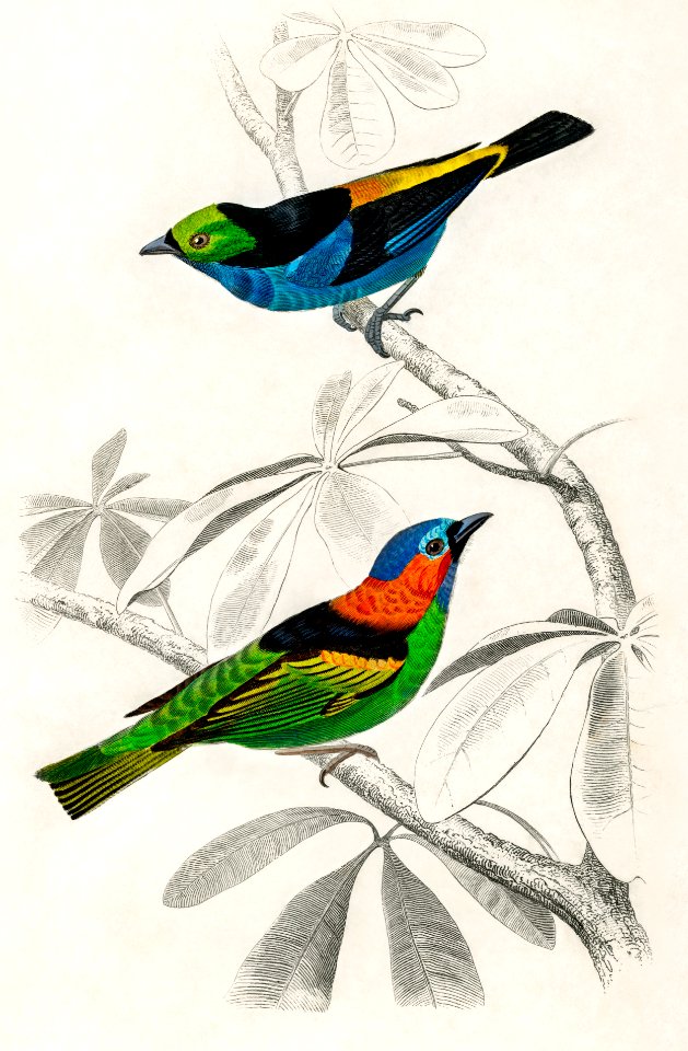 Different types of birds illustrated by Charles Dessalines D' Orbigny (1806-1876) Digitally enhanced from our own 1892 edition of Dictionnaire Universel D'histoire Naturelle.. Free illustration for personal and commercial use.