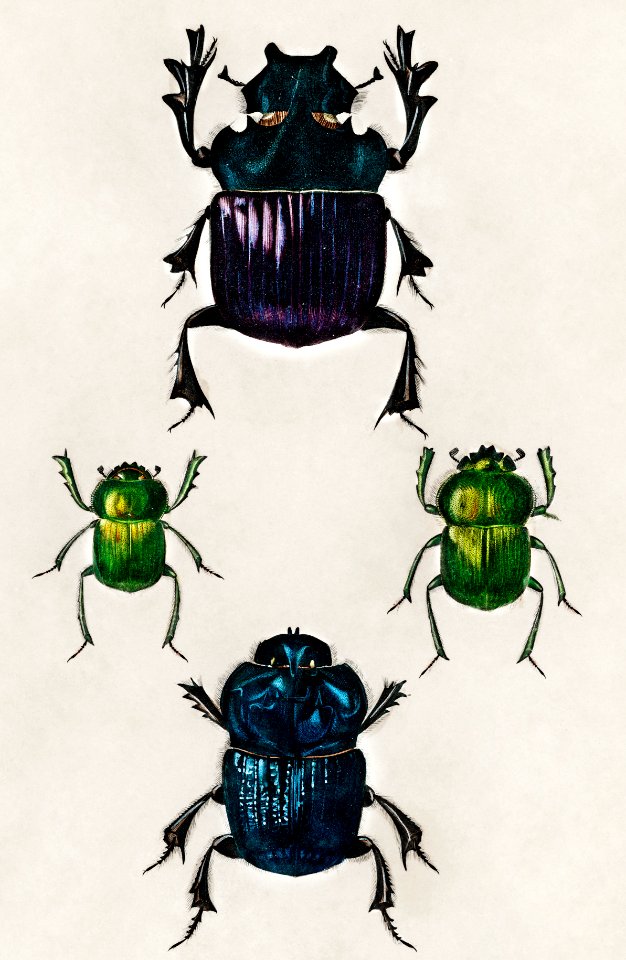 Different types of insects illustrated by Charles Dessalines D' Orbigny (1806-1876). Digitally enhanced from our own 1892 edition of Dictionnaire Universel D'histoire Naturelle.
