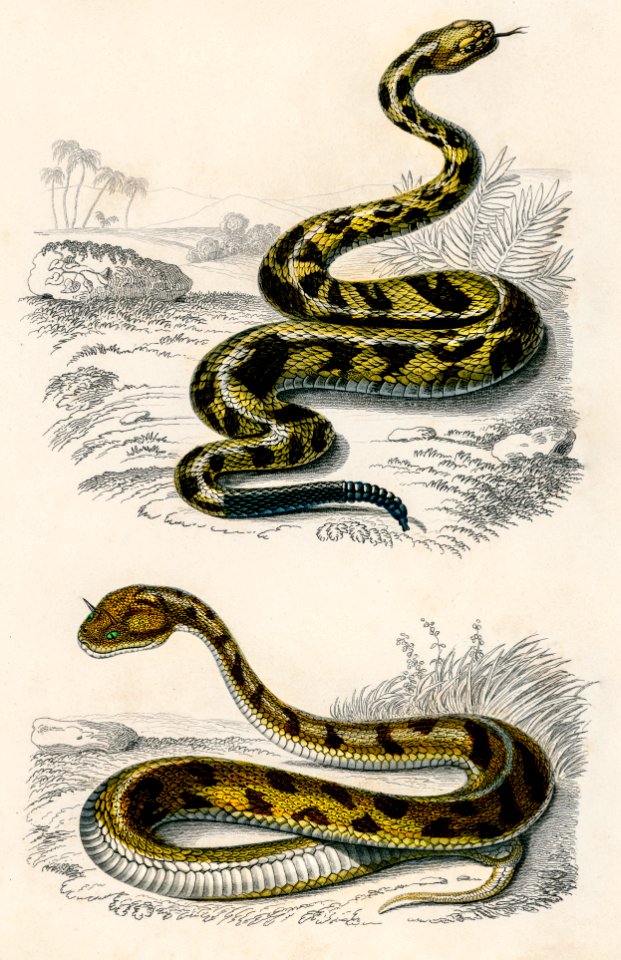 Rattlesnake (Crotale) and Saharan horned Viper (Cerastes) illustrated by Charles Dessalines D' Orbigny (1806-1876). Digitally enhanced from our own 1892 edition of Dictionnaire Universel D'histoire Naturelle.