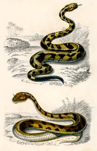 Rattlesnake (Crotale) and Saharan horned Viper (Cerastes) illustrated by Charles Dessalines D' Orbigny (1806-1876). Digitally enhanced from our own 1892 edition of Dictionnaire Universel D'histoire Naturelle.. Free illustration for personal and commercial use.