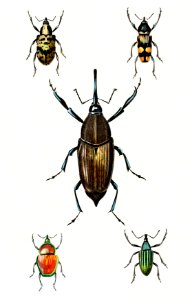 Different types of weevils illustrated by Charles Dessalines D' Orbigny (1806-1876). Digitally enhanced from our own 1892 edition of Dictionnaire Universel D'histoire Naturelle.