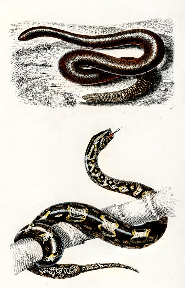 Eryx and the Red-tailed boa illustrated by Charles Dessalines D' Orbigny (1806-1876). Digitally enhanced from our own 1892 edition of Dictionnaire Universel D'histoire Naturelle.