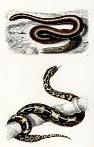 Eryx and the Red-tailed boa illustrated by Charles Dessalines D' Orbigny (1806-1876). Digitally enhanced from our own 1892 edition of Dictionnaire Universel D'histoire Naturelle.
