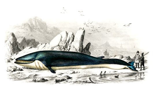 Balaenoptera rorqual illustrated by Charles Dessalines D' Orbigny (1806-1876). Digitally enhanced from our own 1892 edition of Dictionnaire Universel D'histoire Naturelle.