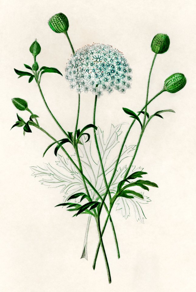 Didiscus Caeruleus illustrated by Charles Dessalines D' Orbigny (1806-1876). Digitally enhanced from our own 1892 edition of Dictionnaire Universel D'histoire Naturelle.