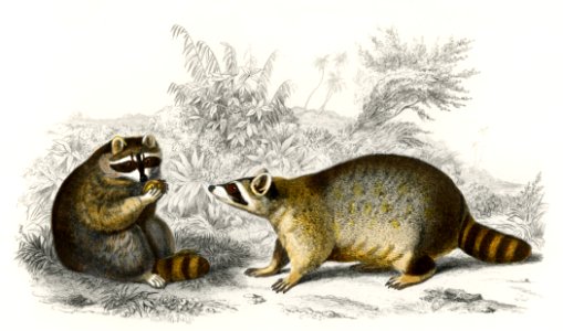 Raccoon (Procyon lotor) illustrated by Charles Dessalines D' Orbigny (1806-1876). Digitally enhanced from our own 1892 edition of Dictionnaire Universel D'histoire Naturelle.. Free illustration for personal and commercial use.