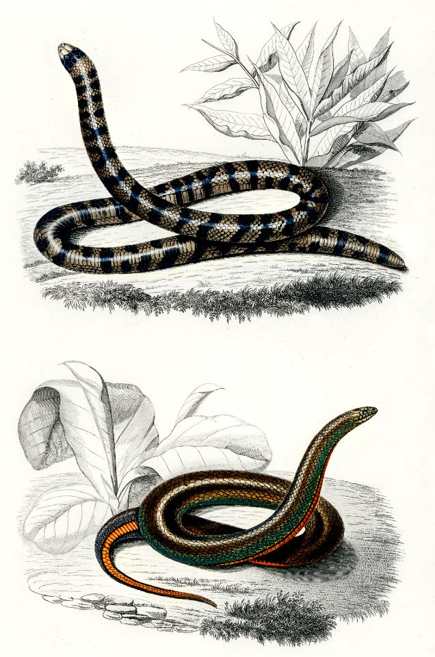 Anilius (Tortrix Scytale) and Slug Eater (Homalosoma arctiventris) illustrated by Charles Dessalines D' Orbigny (1806-1876). Digitally enhanced from our own 1892 edition of Dictionnaire Universel D'histoire Naturelle.