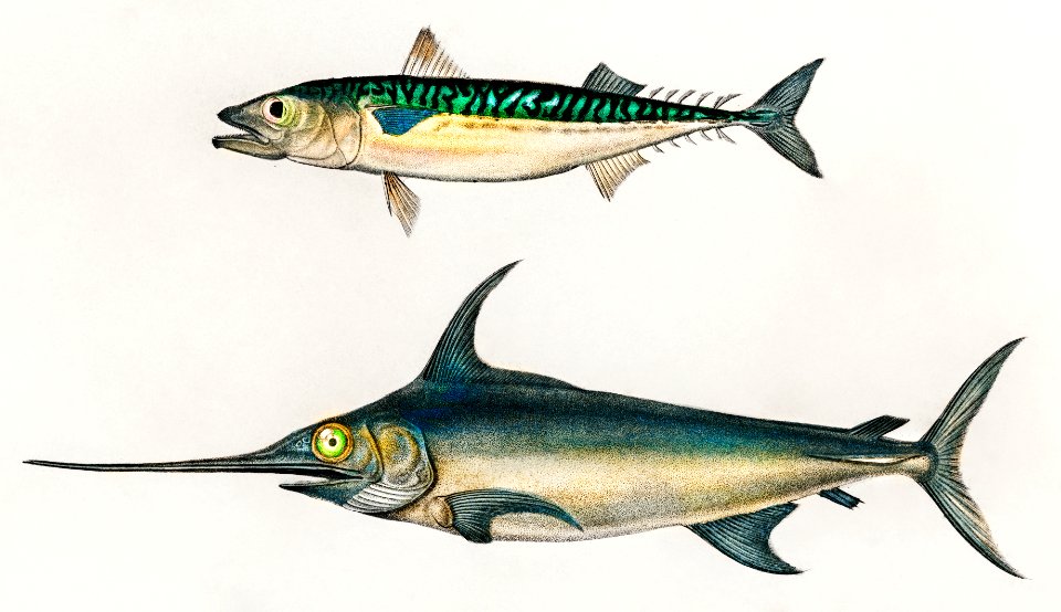 Different types of fishes illustrated by Charles Dessalines D' Orbigny (1806-1876) Digitally enhanced from our own 1892 edition of Dictionnaire Universel D'histoire Naturelle.