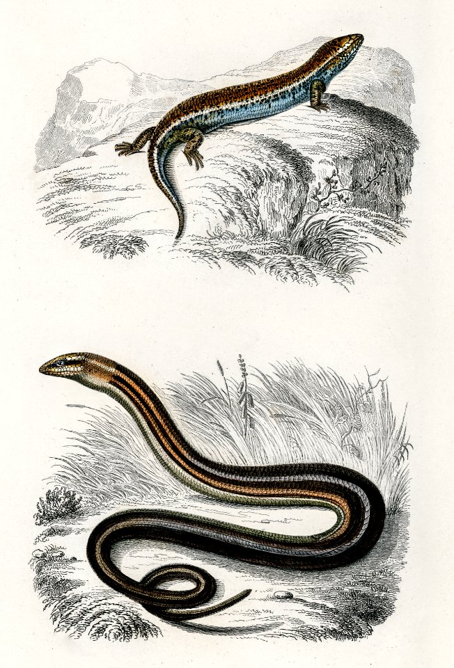 Gongylus ocellatus and Pseudopus Pallasii illustrated by Charles Dessalines D' Orbigny (1806-1876). Digitally enhanced from our own 1892 edition of Dictionnaire Universel D'histoire Naturelle.