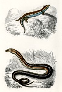 Gongylus ocellatus and Pseudopus Pallasii illustrated by Charles Dessalines D' Orbigny (1806-1876). Digitally enhanced from our own 1892 edition of Dictionnaire Universel D'histoire Naturelle.. Free illustration for personal and commercial use.
