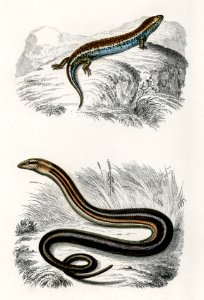Gongylus ocellatus and Pseudopus Pallasii illustrated by Charles Dessalines D' Orbigny (1806-1876). Digitally enhanced from our own 1892 edition of Dictionnaire Universel D'histoire Naturelle.
