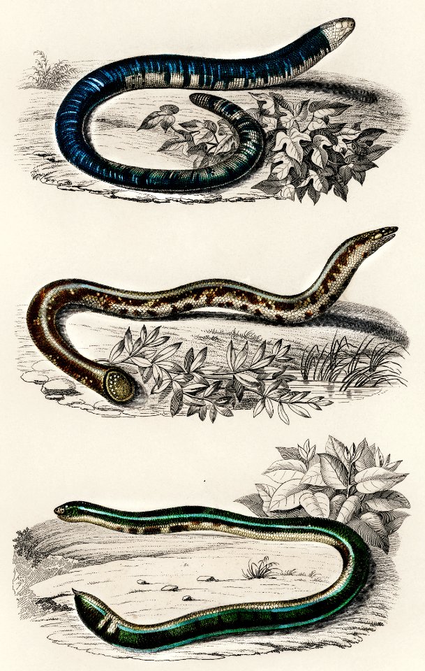 Amphisbaena fuliginosa (spotted worm lizard), Typhlops lumbricalis (blind snakes), Vropeltis Philippinus (shield tail snakes) illustrated by Charles Dessalines D' Orbigny (1806-1876). Digitally enhanced from our own 1892 edition of Dictionnaire Universel D'histoire Naturelle.