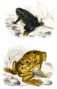 Shrinking frog (Pseudis Merianae) and Surinam toad (Pipa americana) illustrated by Charles Dessalines D' Orbigny (1806-1876). Digitally enhanced from our own 1892 edition of Dictionnaire Universel D'histoire Naturelle.