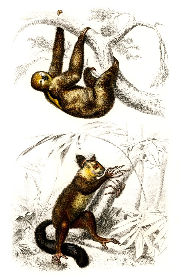 Three-toed Sloth (Bradypus ustus) and Aye-aye (Cheiromys madagascariensis) illustrated by Charles Dessalines D' Orbigny (1806-1876). Digitally enhanced from our own 1892 edition of Dictionnaire Universel D'histoire Naturelle.