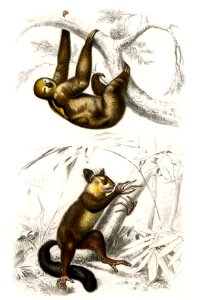 Three-toed Sloth (Bradypus ustus) and Aye-aye (Cheiromys madagascariensis) illustrated by Charles Dessalines D' Orbigny (1806-1876). Digitally enhanced from our own 1892 edition of Dictionnaire Universel D'histoire Naturelle.. Free illustration for personal and commercial use.