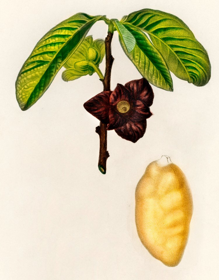 Asimina triloba illustrated by Charles Dessalines D' Orbigny (1806-1876). Digitally enhanced from our own 1892 edition of Dictionnaire Universel D'histoire Naturelle.