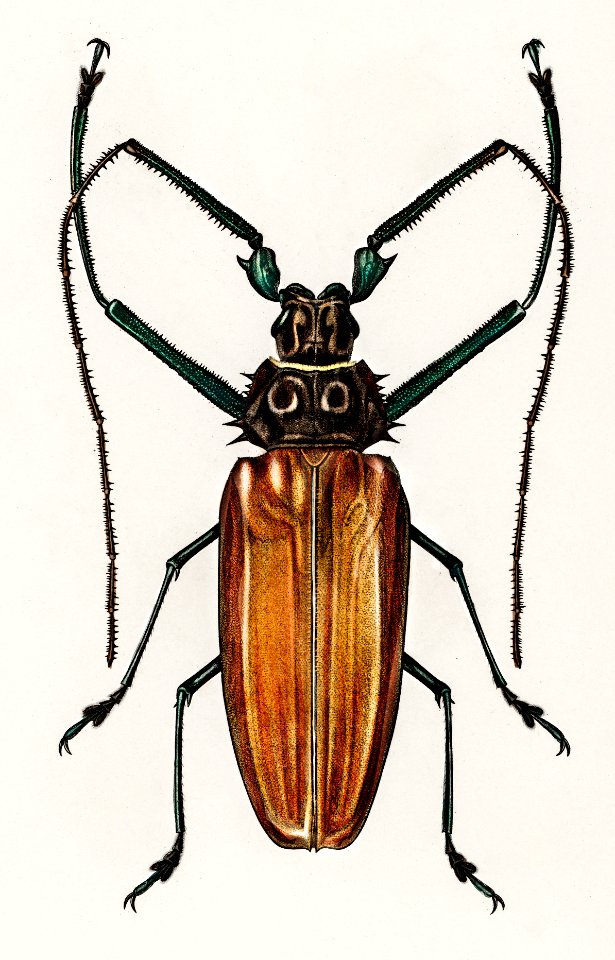 Enoplocerus Armillatus illustrated by Charles Dessalines D' Orbigny (1806-1876). Digitally enhanced from our own 1892 edition of Dictionnaire Universel D'histoire Naturelle.