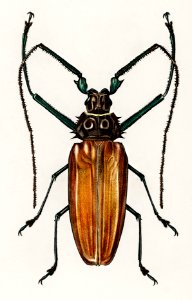 Enoplocerus Armillatus illustrated by Charles Dessalines D' Orbigny (1806-1876). Digitally enhanced from our own 1892 edition of Dictionnaire Universel D'histoire Naturelle.. Free illustration for personal and commercial use.