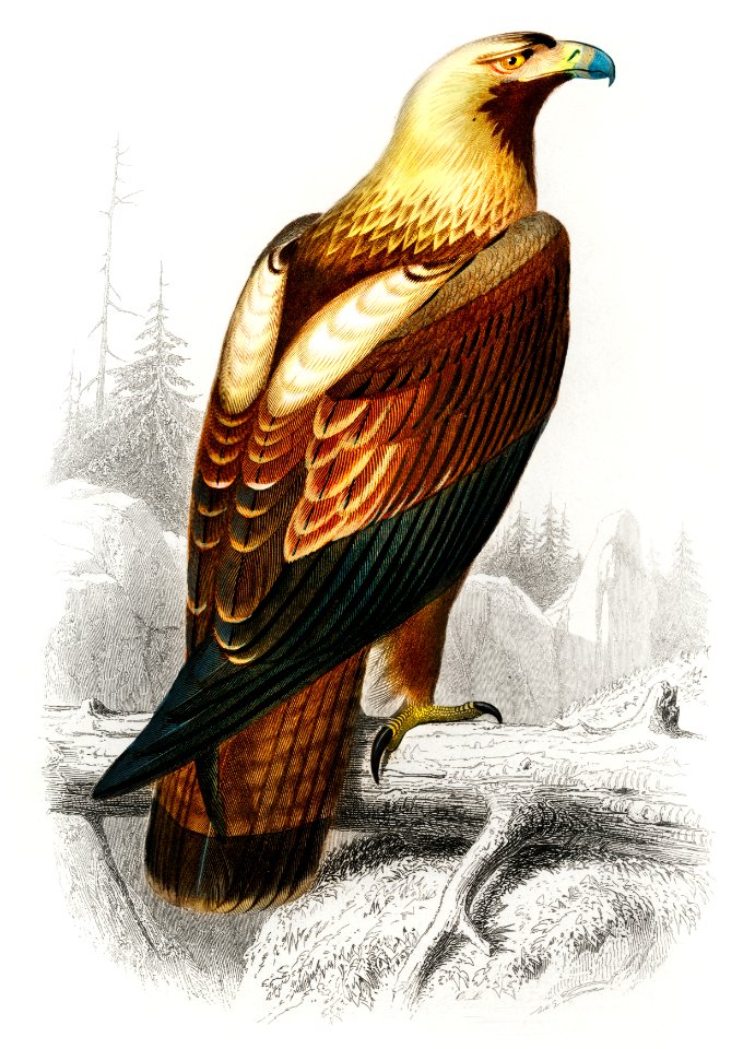 Eastern imperial eagle (Aquila heliaca) illustrated by Charles Dessalines D' Orbigny (1806-1876). Digitally enhanced from our own 1892 edition of Dictionnaire Universel D'histoire Naturelle.