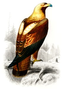 Eastern imperial eagle (Aquila heliaca) illustrated by Charles Dessalines D' Orbigny (1806-1876). Digitally enhanced from our own 1892 edition of Dictionnaire Universel D'histoire Naturelle.. Free illustration for personal and commercial use.