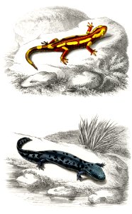 Fire Salamander (Salamandra Salamandra) and Hellbender Salamander (Cryptobranchus alleganiensis) illustrated by Charles Dessalines D' Orbigny (1806-1876). Digitally enhanced from our own 1892 edition of Dictionnaire Universel D'histoire Naturelle.. Free illustration for personal and commercial use.