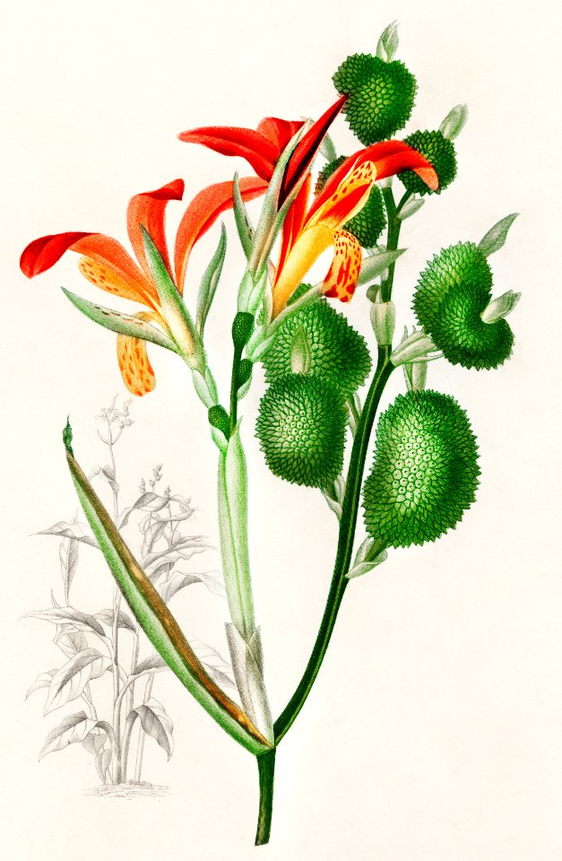 Anna speciosa illustrated by Charles Dessalines D' Orbigny (1806-1876). Digitally enhanced from our own 1892 edition of Dictionnaire Universel D'histoire Naturelle.