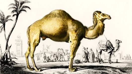 Camel (Camelus) illustrated by Charles Dessalines D' Orbigny (1806-1876). Digitally enhanced from our own 1892 edition of Dictionnaire Universel D'histoire Naturelle.. Free illustration for personal and commercial use.