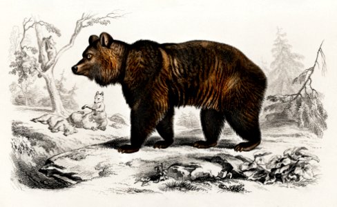 Brown Bear (Ursus Arctos) illustrated by Charles Dessalines D' Orbigny (1806-1876). Digitally enhanced from our own 1892 edition of Dictionnaire Universel D'histoire Naturelle.. Free illustration for personal and commercial use.