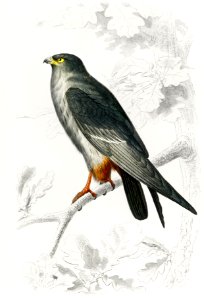 Red-footed Falcon (Falco rufipes) illustrated by Charles Dessalines D' Orbigny (1806-1876). Digitally enhanced from our own 1892 edition of Dictionnaire Universel D'histoire Naturelle.. Free illustration for personal and commercial use.