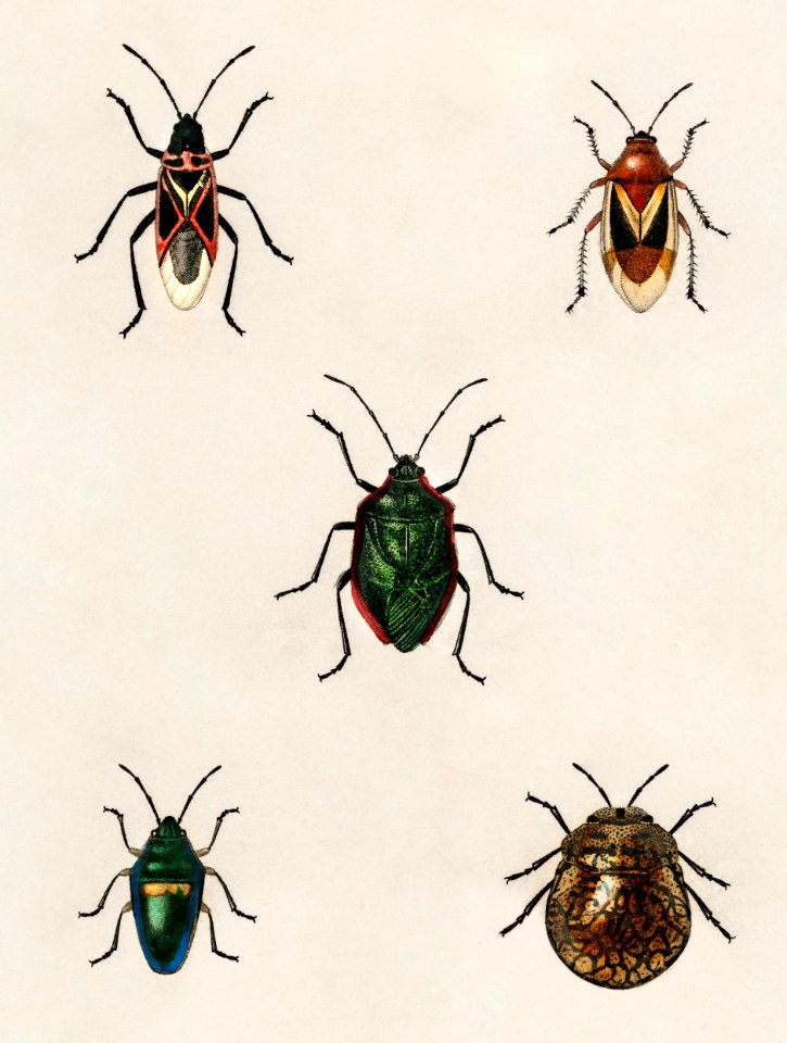 Different types of insects illustrated by Charles Dessalines D' Orbigny (1806-1876). Digitally enhanced from our own 1892 edition of Dictionnaire Universel D'histoire Naturelle.. Free illustration for personal and commercial use.