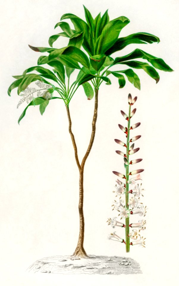 Dracaena brasiliensis illustrated by Charles Dessalines D' Orbigny (1806-1876). Digitally enhanced from our own 1892 edition of Dictionnaire Universel D'histoire Naturelle.. Free illustration for personal and commercial use.