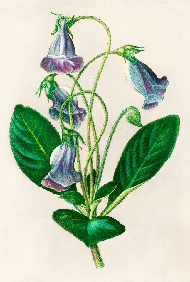 Brazilian gloxinia or Florist's gloxinia (Gloxinia caulescente) illustrated by Charles Dessalines D' Orbigny (1806-1876). Digitally enhanced from our own 1892 edition of Dictionnaire Universel D'histoire Naturelle.