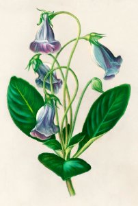 Brazilian gloxinia or Florist's gloxinia (Gloxinia caulescente) illustrated by Charles Dessalines D' Orbigny (1806-1876). Digitally enhanced from our own 1892 edition of Dictionnaire Universel D'histoire Naturelle.. Free illustration for personal and commercial use.