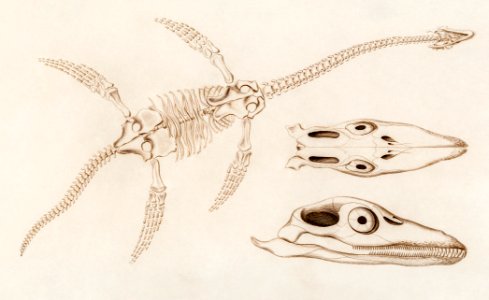 Plesiosaurus illustrated by Charles Dessalines D' Orbigny (1806-1876). Digitally enhanced from our own 1892 edition of Dictionnaire Universel D'histoire Naturelle.. Free illustration for personal and commercial use.