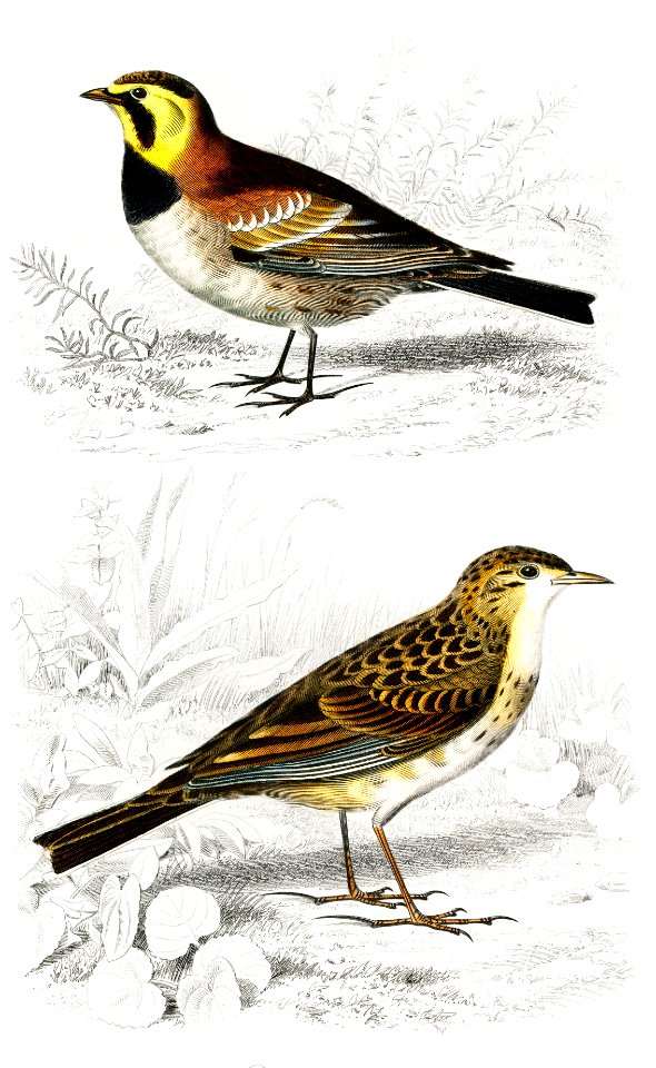 Different types of birds illustrated by Charles Dessalines D' Orbigny (1806-1876) Digitally enhanced from our own 1892 edition of Dictionnaire Universel D'histoire Naturelle.