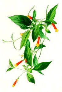 Candy corn Vine (Manettia bicolor) illustrated by Charles Dessalines D' Orbigny (1806-1876), Digitally enhanced from our own 1892 edition of Dictionnaire Universel D'histoire Naturelle.