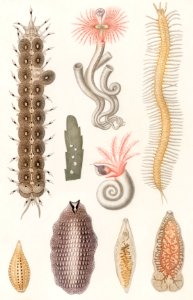 Different types of marine life illustrated by Charles Dessalines D' Orbigny (1806-1876). Digitally enhanced from our own 1892 edition of Dictionnaire Universel D'histoire Naturelle.. Free illustration for personal and commercial use.