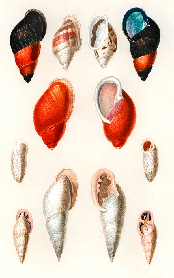 Different types of mollusks illustrated by Charles Dessalines D' Orbigny (1806-1876). Digitally enhanced from our own 1892 edition of Dictionnaire Universel D'histoire Naturelle.