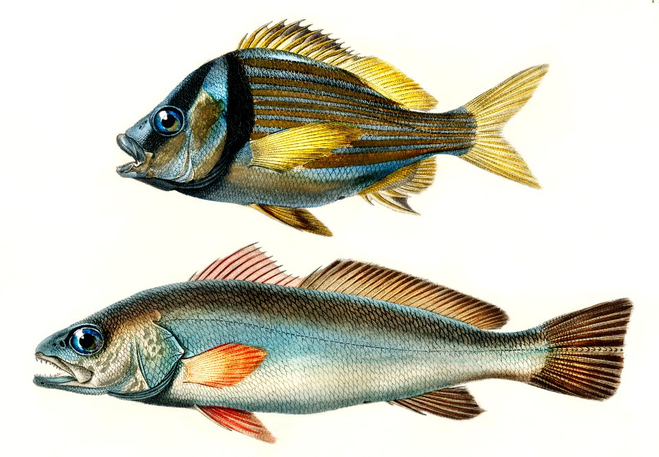 Porkfish (Pristipoma virginianum) and Shade-fish (Sciaena aquila) illustrated by Charles Dessalines D' Orbigny (1806-1876). Digitally enhanced from our own 1892 edition of Dictionnaire Universel D'histoire Naturelle.