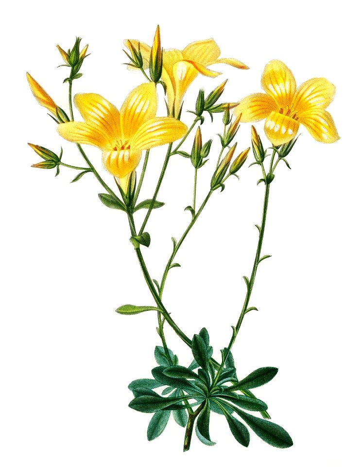Yellow flax (Linum glandulosum) illustrated by Charles Dessalines D' Orbigny (1806-1876). Digitally enhanced from our own 1892 edition of Dictionnaire Universel D'histoire Naturelle.