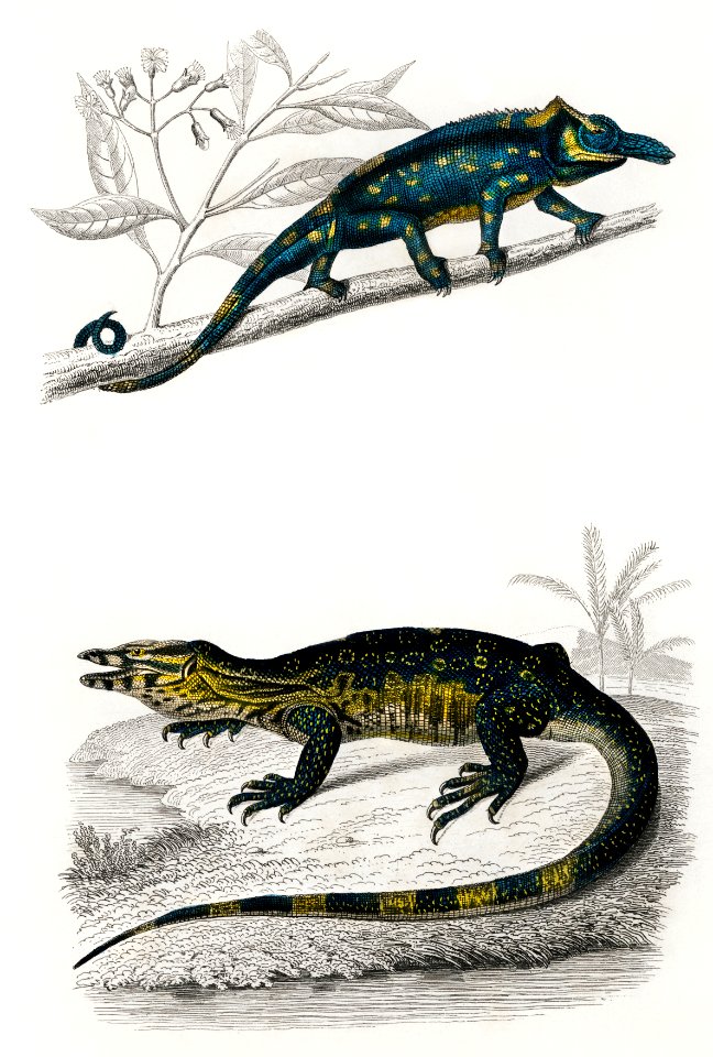 Two-horned chameleon (Furcifer bifidus) illustrated by Charles Dessalines D' Orbigny (1806-1876). Digitally enhanced from our own 1892 edition of Dictionnaire Universel D'histoire Naturelle.