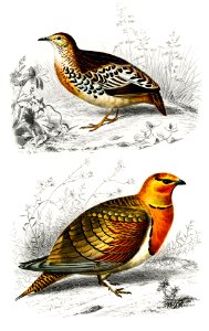 Different types of birds illustrated by Charles Dessalines D' Orbigny (1806-1876) Digitally enhanced from our own 1892 edition of Dictionnaire Universel D'histoire Naturelle.. Free illustration for personal and commercial use.