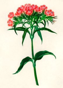 Sweet william (Dianthus barbatus) illustrated by Charles Dessalines D' Orbigny (1806-1876). Digitally enhanced from our own 1892 edition of Dictionnaire Universel D'histoire Naturelle.. Free illustration for personal and commercial use.