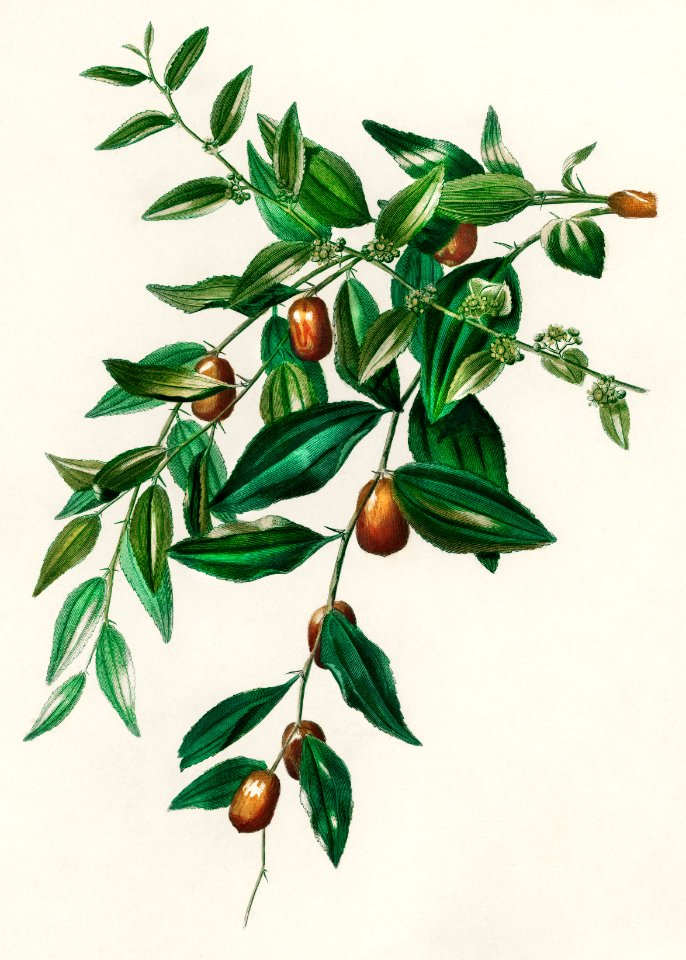 Jujube red date (Ziziphus vulgaris) illustrated by Charles Dessalines D' Orbigny (1806-1876). Digitally enhanced from our own 1892 edition of Dictionnaire Universel D'histoire Naturelle.