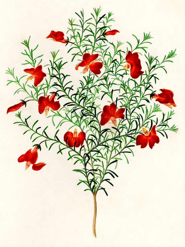 Red leschenaultia (Lechenaultia formosa) illustrated by Charles Dessalines D' Orbigny (1806-1876). Digitally enhanced from our own 1892 edition of Dictionnaire Universel D'histoire Naturelle.