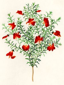 Red leschenaultia (Lechenaultia formosa) illustrated by Charles Dessalines D' Orbigny (1806-1876). Digitally enhanced from our own 1892 edition of Dictionnaire Universel D'histoire Naturelle.. Free illustration for personal and commercial use.