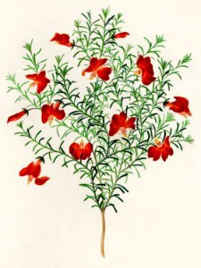 Red leschenaultia (Lechenaultia formosa) illustrated by Charles Dessalines D' Orbigny (1806-1876). Digitally enhanced from our own 1892 edition of Dictionnaire Universel D'histoire Naturelle.